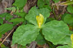 Yellow trillium